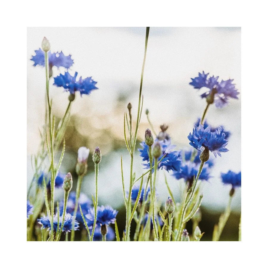 Natural skincare by Magrada inspired by Nordic nature